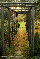 Trellis 1